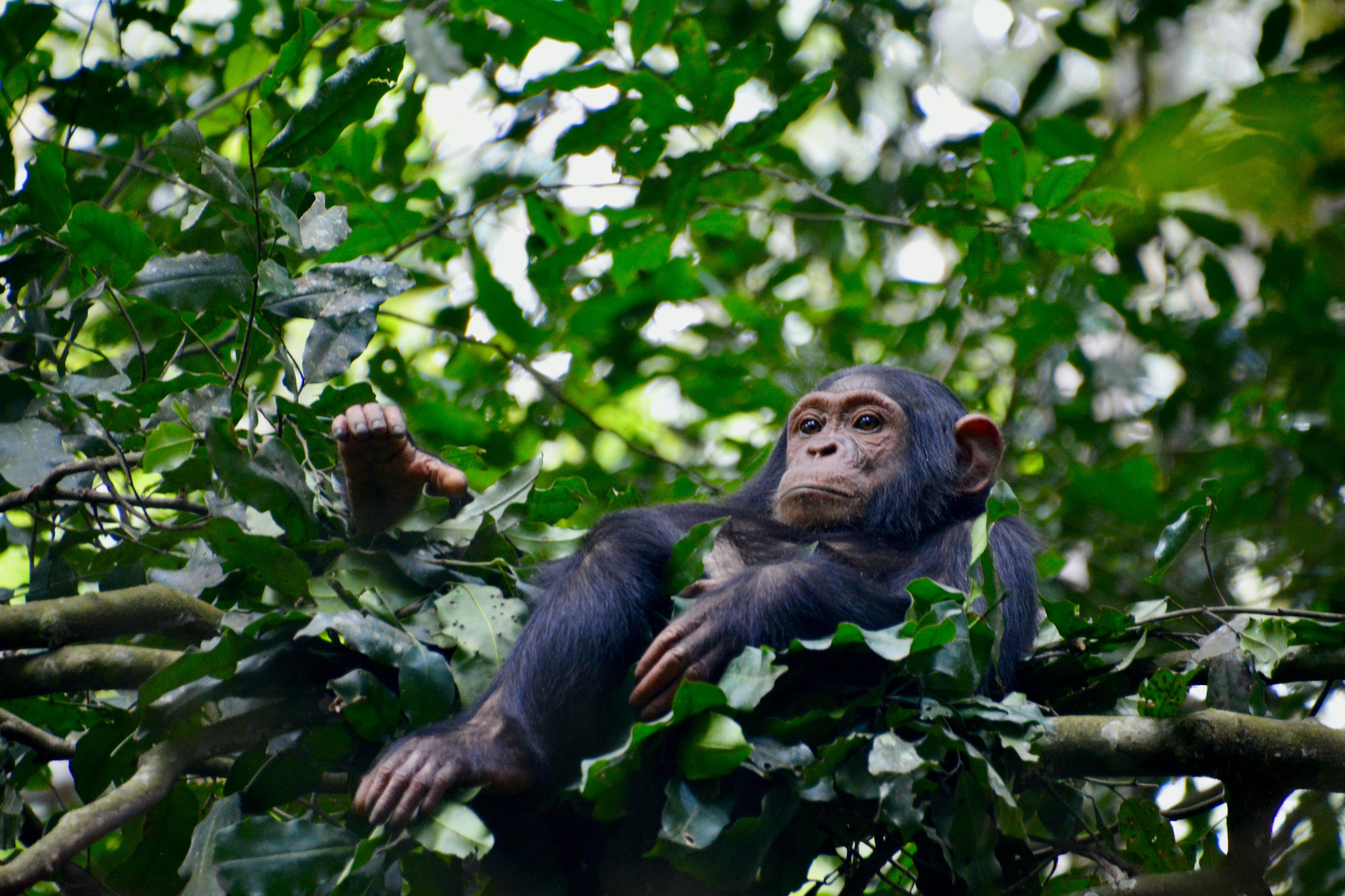 Mountain Gorilla